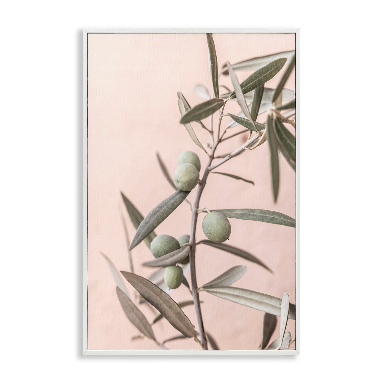Stupell Industries Spanish Olive Branch Framed Giclee Wall Art Design by Sisi and Seb